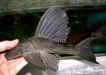 Hypostomus margaritifer