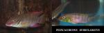 Pelvicachromis-rubrolabiatus