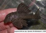 Hypiancistrus