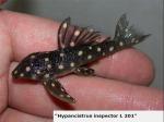 Hypiancistrus inspector