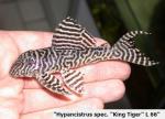 Hypiancistrus &quot;king tiger&quot;