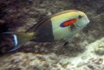 Acanthurus olivaceus