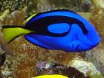Paracanthurus hepatus