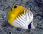 Chaetodon auriga