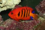 Centropyge loriculus