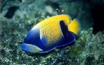 Pomacanthus navarchus